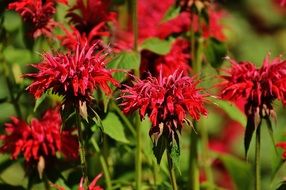 red bloom of indian nettle