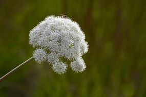 white Forest-Angelica Apiaceae