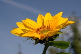 sunflower like a yellow summer flower