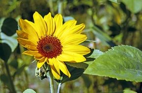 young yellow sunflower