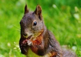 squirrel eating in the meadow