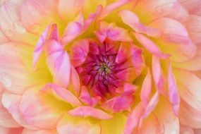 yellow-pink flower close-up