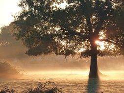 photo of a tree in the morning mist