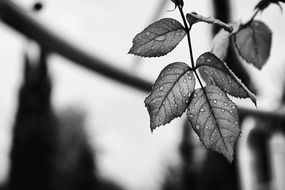 black and white photo of leaves on a branch