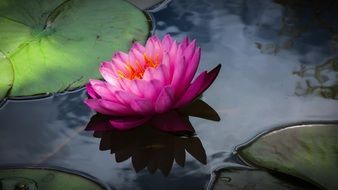 bright pink lotus in the pond