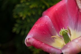 open tulip bud