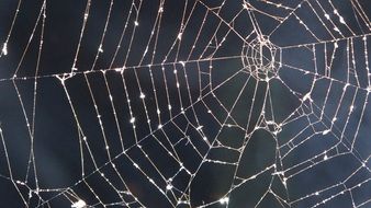 spider web with drops of water on a dark background