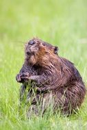 wet wild beaver
