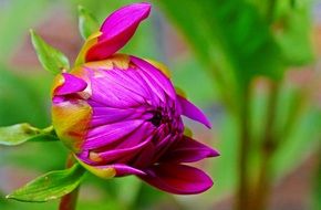 bud of margenta dahlia