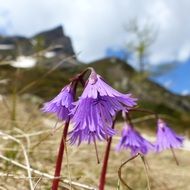 Snowbell, Soldanella wildflowers at mountains