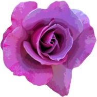 purple rose bud on a white background
