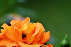 Picture of the bee on a blossom