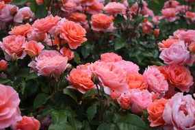 pink bush rose in a garden