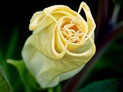 swirling yellow bud close-up on blurred background