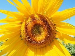 sunflower in macro