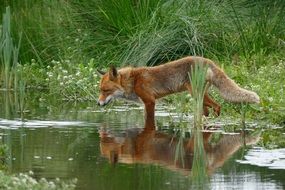 Fox Wild