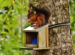 squirrel near feeders on tree