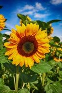 sunflower summer blossom