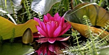 bright pink water lily on the water
