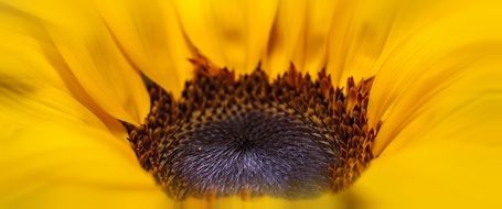 sunflower with bright yellow petals closeup