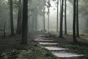 mysterious forest path into the fog