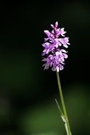Heath Spotted Orchid, inflorescence close up