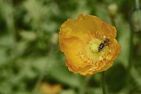 insect on a yellow poppy among nature