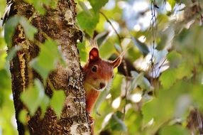 cute squirrel in wildlife
