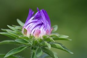 closed purple bud of wild flower