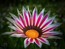 Gazania flower close up