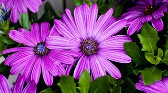 A lot of the purple flowers in the garden