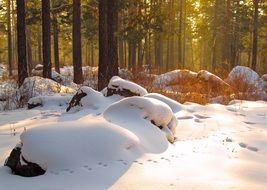 animal paw prints on snow in forest at sunset, russia, chita