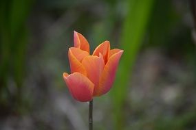 Flower Tulip Spring Nature