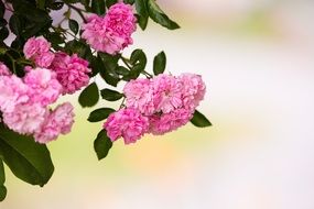 pink rose shrub in garden