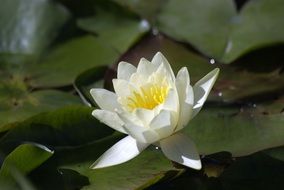 Flower Water Lilies