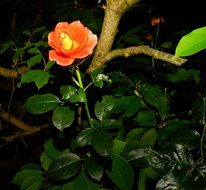 orange rose on a green bush