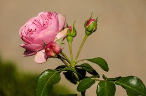 beautiful wild rose blossom