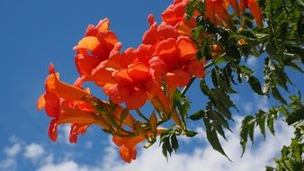 Red blossoms