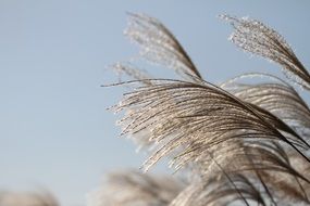 silver grass against the clear sky