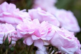 extraordinary beautiful pink Roses