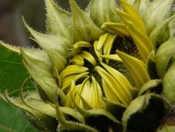 closed bud of a sunflower