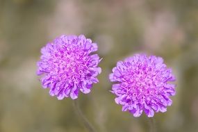 Beautiful purple scabiosa columbaria flowers at blurred background