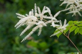 White forest spiere