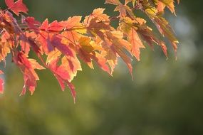 maple branch with yellow leaves