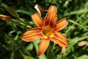 Day Lily Open
