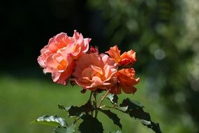 unusually beautiful Rose