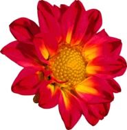 dahlia blossom on the white background