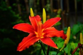 magnificent Red Plant