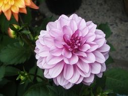 Pink Dahlia flower in summer