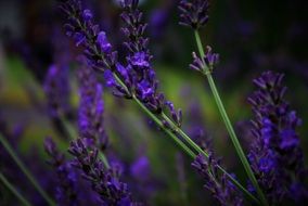 purple lavender flowers in the meadow
